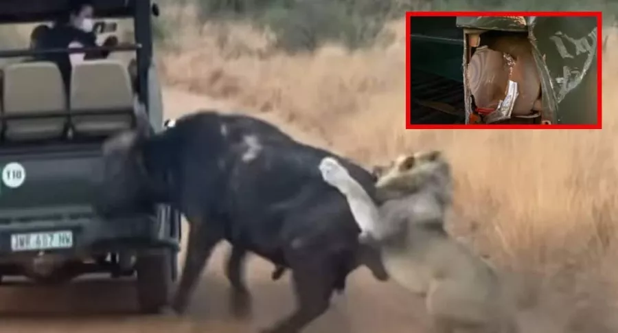 Capturas de pantañña de búfalo que arrolló a vehículo de safari huyendo de leones