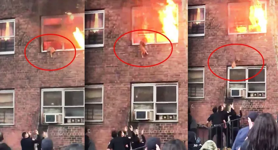 Capturas de pantalla de gato que tuvo que saltar de un segundo piso en llamas para salvarse
