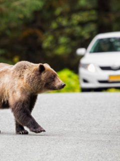 Oso ilustra nota de aterrador momento en que oso persigue carros y trata de subirse a camión
