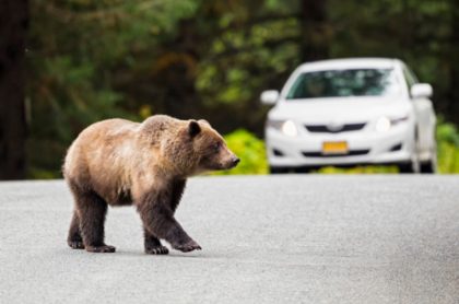 Oso ilustra nota de aterrador momento en que oso persigue carros y trata de subirse a camión