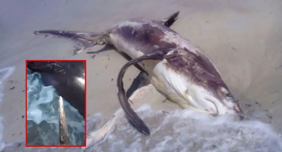 Tiburón que murió apuñalado en el corazón por un pez espada