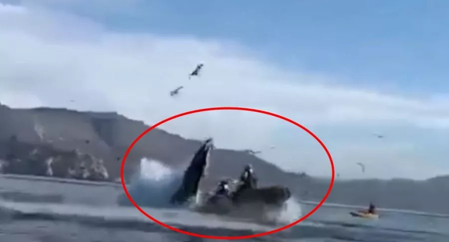 Capturas de pantalla del aterrador momento en que ballena casi se traga a 2 mujeres