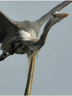 Anguila perfora a garza que se la había comido.