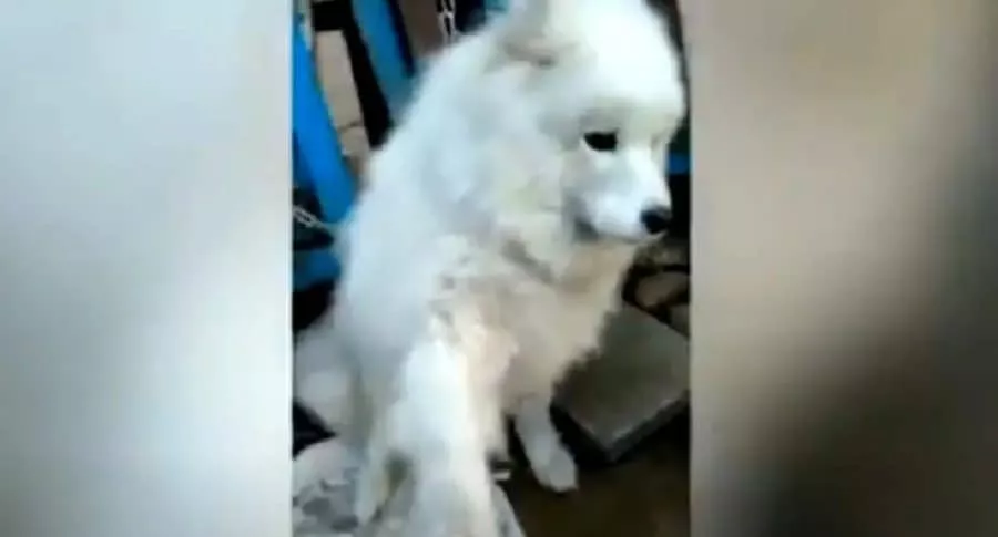 Captura de pantalla de noble y lindo gesto de perro que iba ser sacrificado