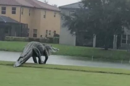 Fotos y video del monstruoso cocodrilo avistado en Florida