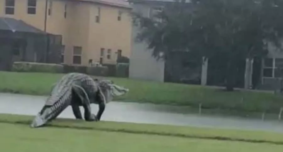 Fotos y video del monstruoso cocodrilo avistado en Florida