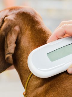 Perro cuyo microchip está siendo inspeccionado por un veterinario.