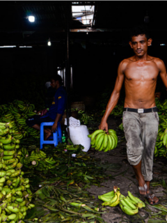 Cultivadores de papa y plátano piden ayuda al Gobierno Nacional. No aguantan más la crisis.