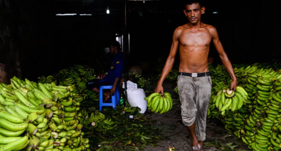 Cultivadores de papa y plátano piden ayuda al Gobierno Nacional. No aguantan más la crisis.