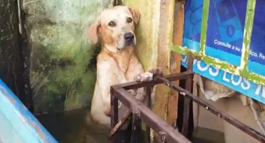 Captura de pantalla del perro que fue rescatado en México tras una inundación
