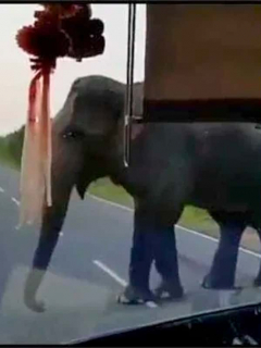 Captura de pantalla de elefante que roba un racimo de bananos de un bus de turistas