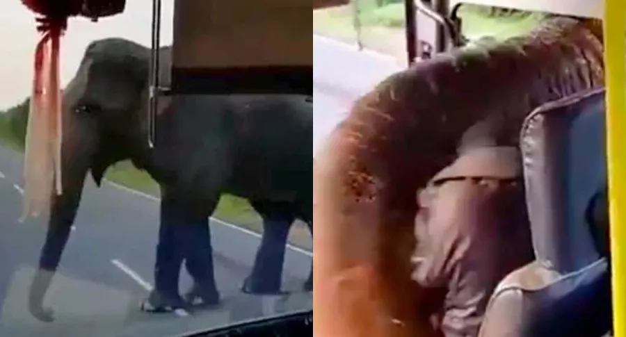 Captura de pantalla de elefante que roba un racimo de bananos de un bus de turistas
