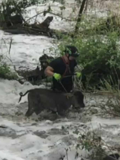 Bomberos se meten en creciente de río Bogotá y rescatan animales