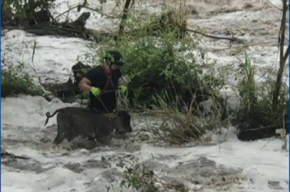 Bomberos se meten en creciente de río Bogotá y rescatan animales