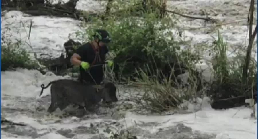Bomberos se meten en creciente de río Bogotá y rescatan animales