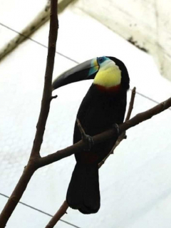 Tucán que no podrá ser liberado después de ser rescatado del tráfico de animales.