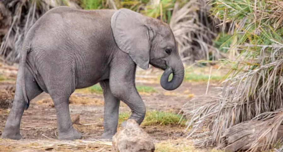 Bebé elefante, ilustra nota de uno que se "escondió" detrás de un poste de luz tras robar comida