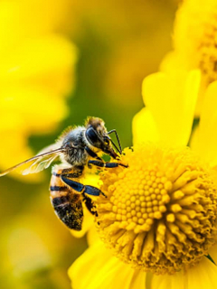 Abejas son grandes polinizadores.