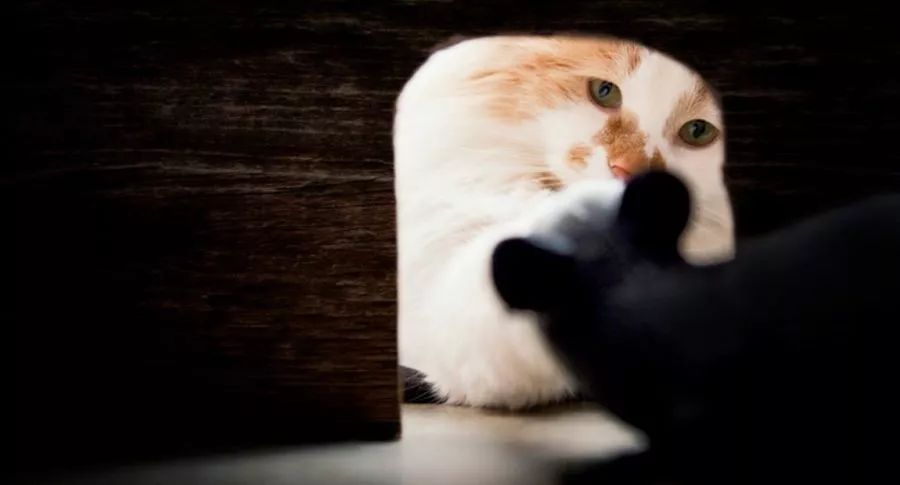 Imagen de gato mirando a ratón, ilustra nota de video viral de niña cofunde conejo bebé con ratón y asusta a su mamá