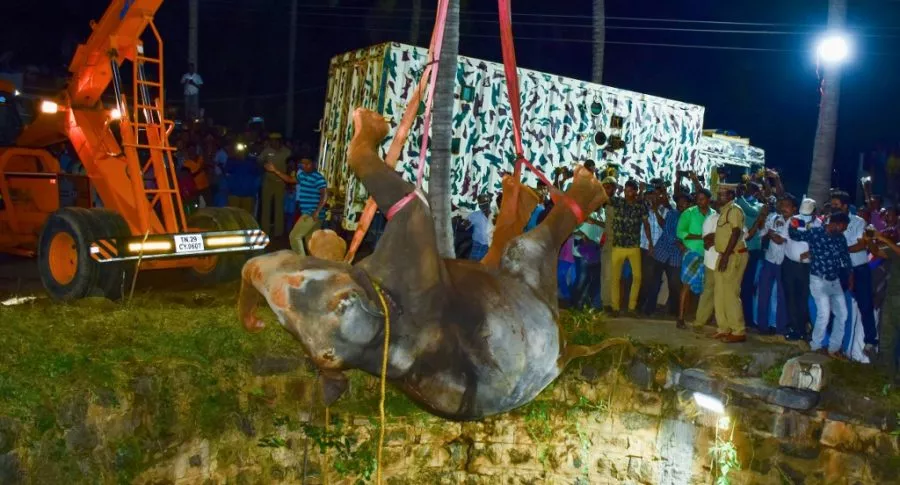 Momento del heroico rescate de un elefante que cayó a profundo pozo