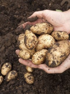 Cultivo de papa, a propósito de las ayudas que enviarán desde Cundinamarca a San Andrés.