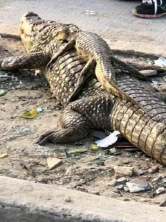 Imagen de babilla muerta junto a su madre, en Soledad.