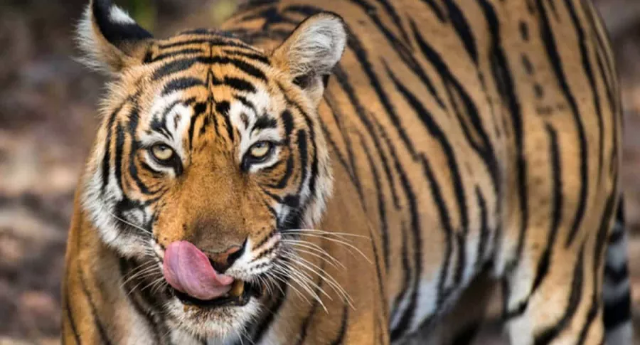 Tigre de Bengala, ilustra nota de video aterrador en que un tigre persigue a varias personas en India