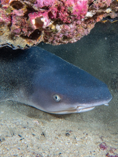 El presidente Iván Duque anunció la prohibición total de la caza de tiburones en Colombia.