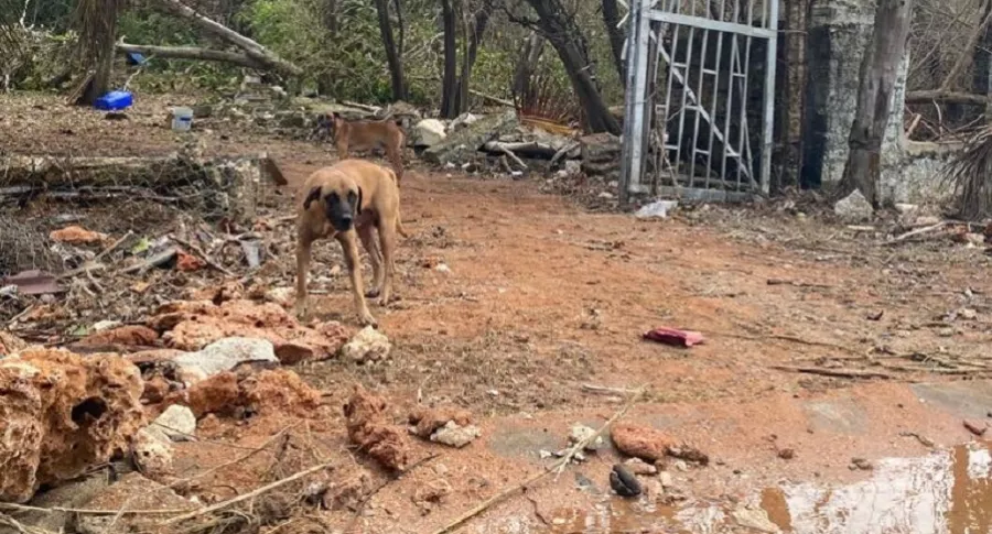 Perro afectado por paso de huracán Iota en San Andrés y Providencia