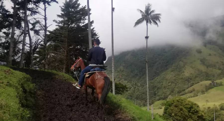 Turista cabalga por una trocha en el valle del Cocora