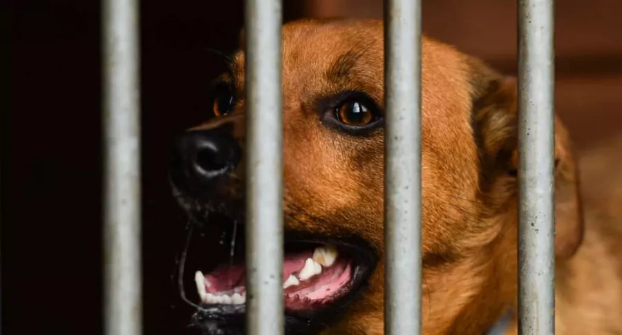 Perro en jaula, ilustrra nota de hombre que fue arrestado por quitar las cuerdas vocales a 34 perros