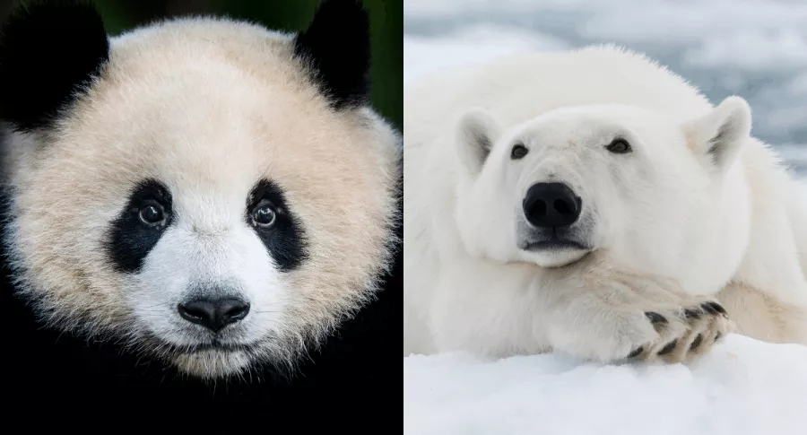 Oso panda y oso polar, dos animales que están en peligro de extinción en 2020