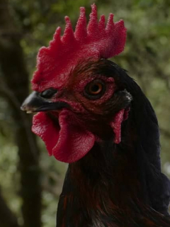 Imagen de pollo ilustra artículo Se autoriza venta de carne de pollo artificial, por primera vez