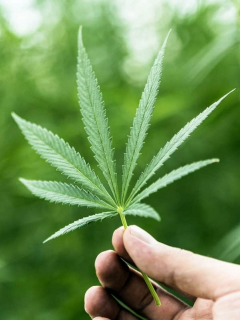 En el Día Mundial de la Lucha contra el Cáncer, hay quienes ven el uso medicinal del cannabis una alternativa para contrarrestar los síntomas de la enfermedad.