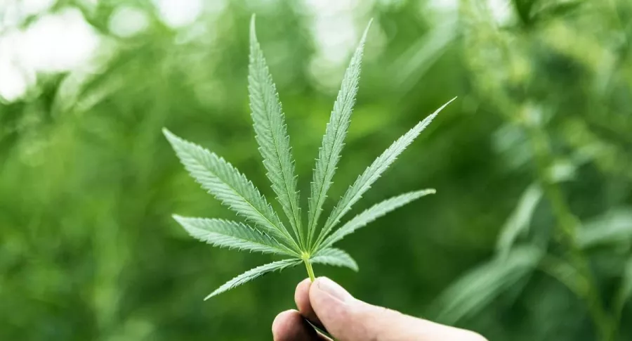 En el Día Mundial de la Lucha contra el Cáncer, hay quienes ven el uso medicinal del cannabis una alternativa para contrarrestar los síntomas de la enfermedad. 