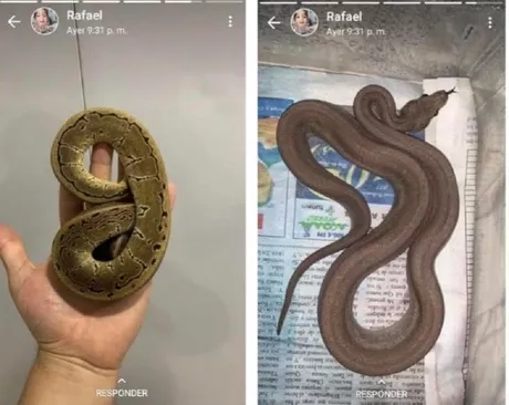 Por increíble que parezca, las serpientes también son pedidas vía redes sociales / Imagen suministrada por la Secretaría de Ambiente.
