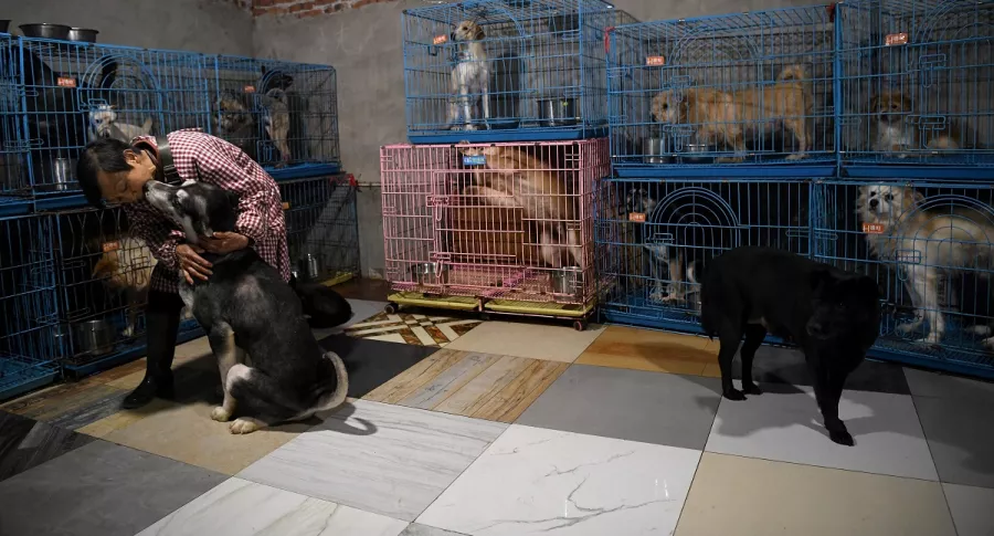 Wen Junhong acaricia a un perro rescatado, en una habitación con otros caninos en su casa compartida con animales rescatados en Chongqing, suroeste de China.
