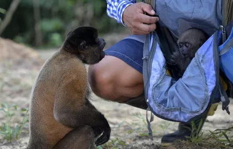 En el centro de rehabilitación de primates Maikuchiga se reintroducen a los cachorros de mono, cuyas madres fueron víctimas de la caza para el tráfico ilegal, en la selva / AFP.