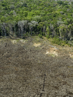 Vista aérea de un área deforestada cerca de Sinop, estado de Mato Grosso, Brasil, el 7 de agosto de 2020.