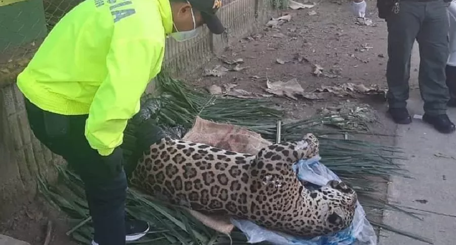 Jaguar en vía de extinción, hallado muerto en una vía de Montería