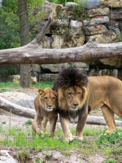 Leones en zoológico, ilustra nota de 4 leones que se contagiaron de coronavirus en España