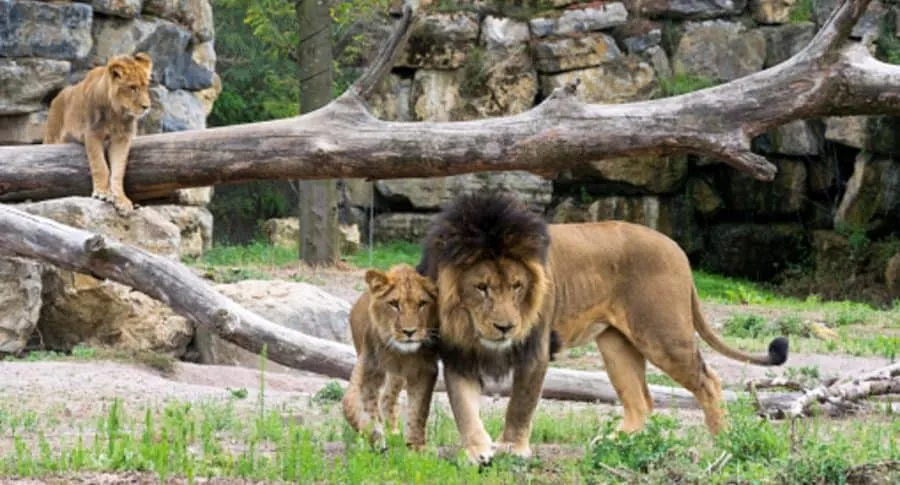 Leones en zoológico, ilustra nota de 4 leones que se contagiaron de coronavirus en España