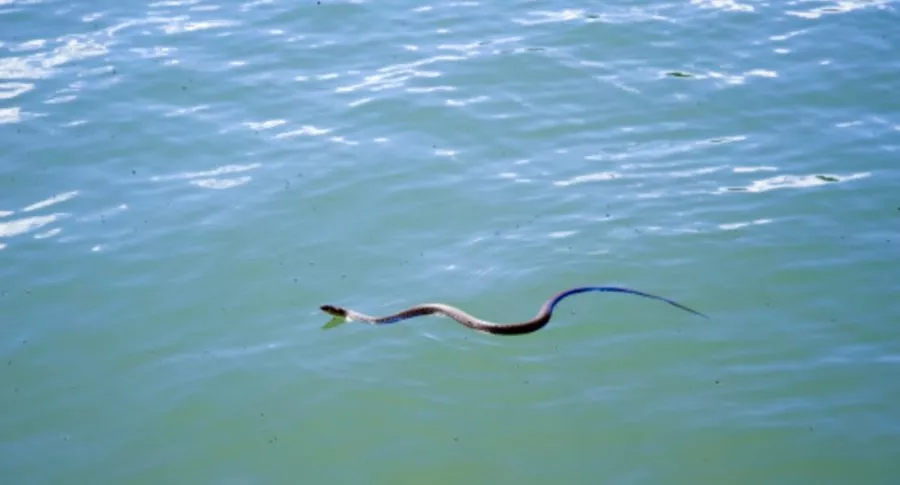 Imagen de serpiente nadando, ilustra nota de letal serpiente en playa repleta de niños