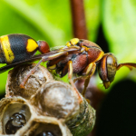 Abejas encontraron una curiosa manera de alejar a los temibles avispones gigantes