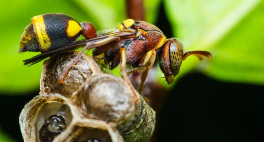 Avispón gigante, ilustra nota sobre las abejas, que usan excrementos para defenderse del avispón gigante