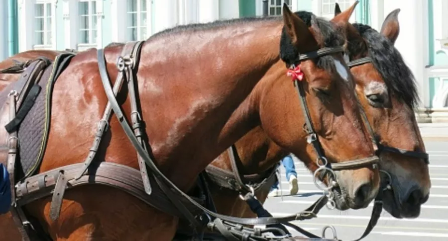 Caballos en San Petersburgo, ilustran nota de caballo que le arranca de un mordisco la nariz a un ruso