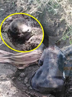 Lucio, el perro enterrado vivo en Flandes, Tolima