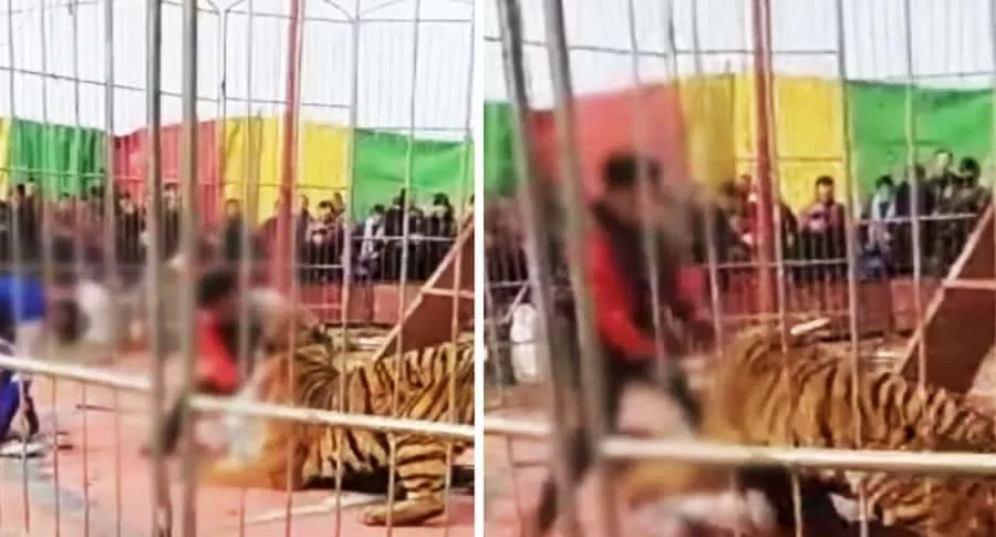 Captura de pantalla de video de tigre que atacó a un domador de circo