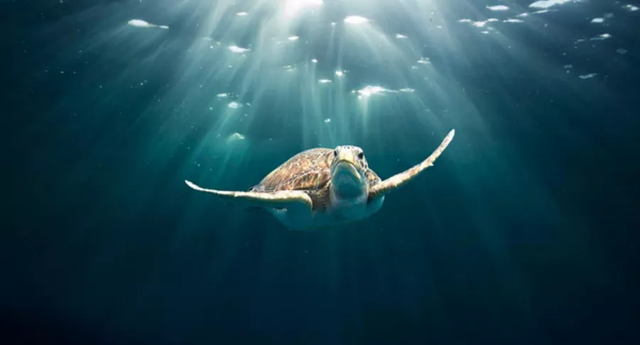 Tortuga, ilustra nota de pescadores que rescatan a tortuga de fauces de tiburón