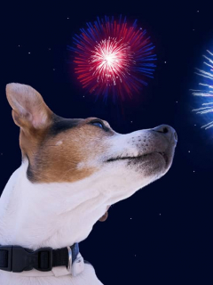 Imagen que ilustra nota de perro, aturdido por la pólvora, se tiró a quebrada en Risaralda